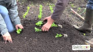 How To Grow Celery  A Quick Guide [upl. by Brena]