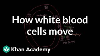 How white blood cells move around  Immune system physiology  NCLEXRN  Khan Academy [upl. by Sibie]