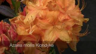 Mollis Azaleas  The Deciduous Azalea [upl. by Trenna]