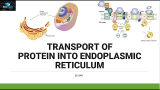 Transport of Protein In Endoplasmic Reticulum [upl. by Dur]