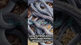 ULAR NAGA JAWA XENODERMUS JAVANICUS [upl. by Yuille]