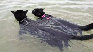 Adorable cats swimming together for the first time [upl. by Boyd]