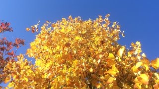 Tulipier de Virginie arbre aux lis ou Liriodendron tulipifera les feuilles en mouvement [upl. by Itsur]