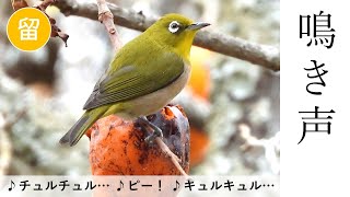 【解説付き】メジロの鳴き声３種類（さえずり・地鳴き） [upl. by Asetal666]