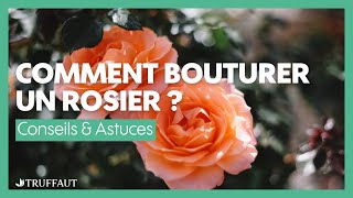 Comment bouturer un rosier   Truffaut [upl. by Alyos]