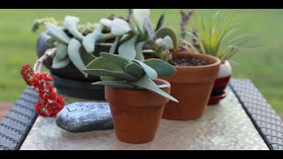 Tips for growing propeller plant crassule falcata [upl. by Dirtsa394]