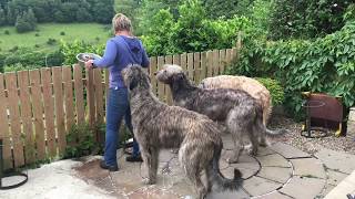 A Day in the Life Irish Wolfhound Edition [upl. by Eusassilem]