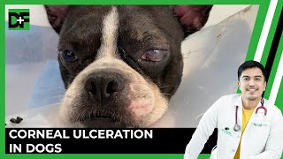 Corneal Ulcerations in Dogs Signs Treatment and Management [upl. by Belanger]