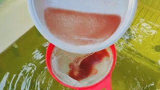 How to culture daphnia  Daphnia culture  How to grow daphnia outdoor [upl. by Lacsap425]