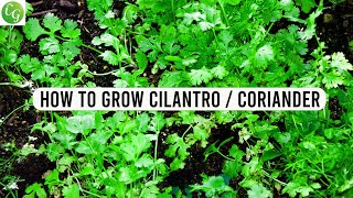 How to grow Cilantro or Coriander from seed at home [upl. by Ihel]