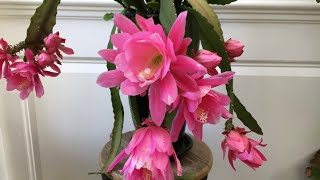 How to get your Epiphyllum Orchid Cactus to bloom [upl. by Ikceb]