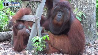 Great Ape  BORNEO [upl. by Annoerb]