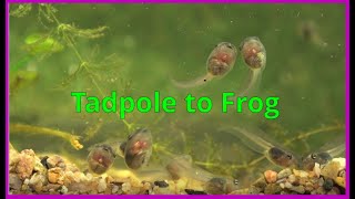 Tadpoles morphing into frogs [upl. by Epolulot]