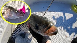 The Most Humane Way of Killing a Fish Ikejime Ike Jime on Striped Bass [upl. by Yauqaj]