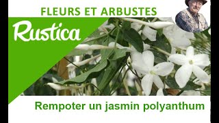 Le jasmin blanc dhiver Jasminum polyanthum [upl. by Yecak299]