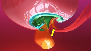 Allantois formation  Embryonic folding 3D overview  Animated Embryology  3rd Week [upl. by Lodnar]