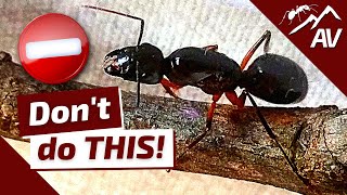 TOP 5 Mistakes in Ant Keeping  How to Raise an Ant Colony [upl. by Ahsilram]