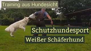 Schutzhundesport Weißer Schäferhund [upl. by Gayler]