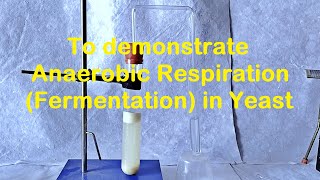 Fermentation in Yeast Experiment [upl. by Llien]