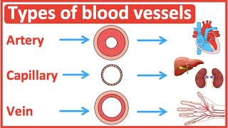 Types of blood vessels  Artery capillary amp vein  Easy learning video [upl. by Firman]