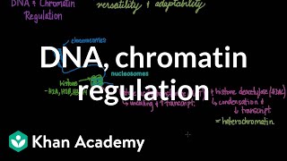 DNA and chromatin regulation  Biomolecules  MCAT  Khan Academy [upl. by Britta797]