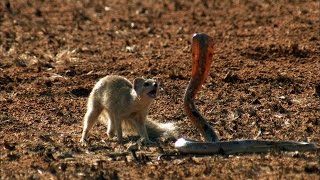 Mongoose Vs Cobra  Smithsonian Channel [upl. by Ailemak261]