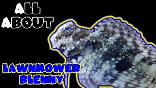 All About The Lawnmower Blenny [upl. by Seline431]