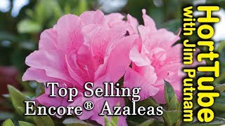 Top 10 Encore® Azaleas  Repeat Flowering Azaleas [upl. by Adivad]