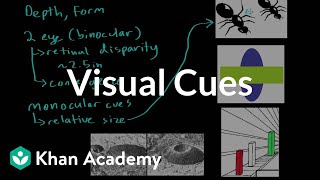 Visual cues  Processing the Environment  MCAT  Khan Academy [upl. by Deloria]