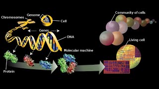 Omics Genomics Proteomics Transcriptomics Biochemistry and Molecular Biology How Life Works [upl. by Allemap289]