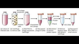 Phage Display Technology  Creative Biolabs Original Version [upl. by Ofilia]