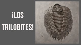 Los trilobites  EXPLICACIÓN e imágenes de fósiles prehistóricos [upl. by Seiter]