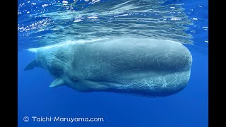 🐳巨大なオスのマッコウクジラのクリック音〜左右で顔が違うマッコウ／Huge Male Sperm Whale Click Sound [upl. by Naliorf]