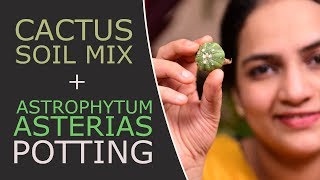 How to make Cactus Soil Mix  Potting of Astrophytum Asterias cacti  Cactus Soil  Gardening tips [upl. by Elay522]