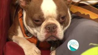 When to worry about your Dog Coughing and Sneezing [upl. by Groos]