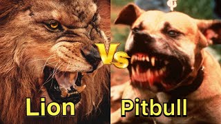 Pitbull vs Lion  Lion vs Pitbull animal 2019 [upl. by Gnouhc]