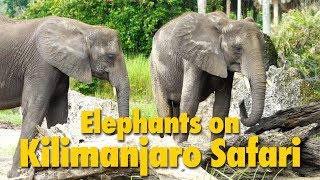 Elephants on Kilimanjaro Safari  Disneys Animal Kingdom [upl. by Siravat40]