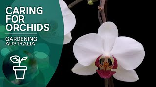 How to keep orchids flowering [upl. by Gaige]