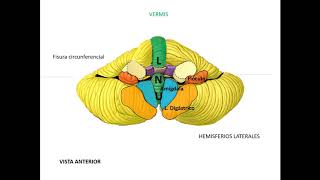 NEUROANATOMÍA [upl. by Ylyl]