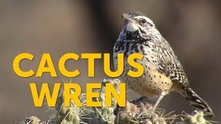 What bird uses a cactus for nesting The Cactus Wren does [upl. by Hernando943]