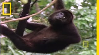 Howler Monkeys  National Geographic [upl. by Aissenav]