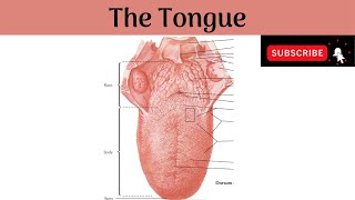 The Tongue  Parts Features Papillae Muscles Nerve amp Blood supplyLymphatic DrainageDevelopment [upl. by Clapper]