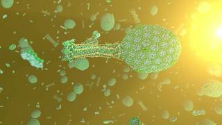 lambda phage replication cycle [upl. by Thgiwed779]