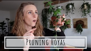 Potting Hoya Cuttings From Water To Soil  ROOTED IN ONLY 3 WEEKS [upl. by Niletac]