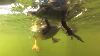 Amazing Ducklings SwimmingUnderwater View [upl. by Tilford752]