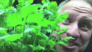 How to grow Hydroponic Cilantro [upl. by Airamalegna875]