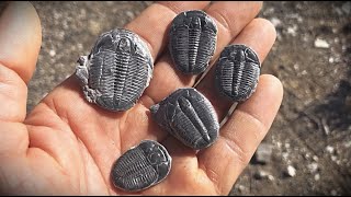 Fossil Digging for 500 Million Year Old Trilobites in Utah [upl. by Narad]