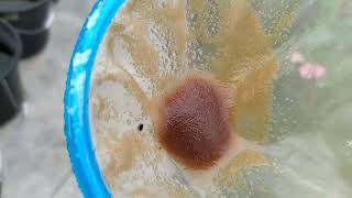 How to culture daphnia moina in a small container Part 1 English Subtitle [upl. by Rehpotsrhc]