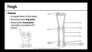 Lower Limb  Bones amp Joints [upl. by Nylodnarb]