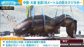 海岸に18mの巨大クジラ打ち上げられる 中国・大連2021年3月2日 [upl. by Coveney]